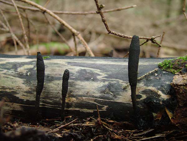 xylaria longipes
