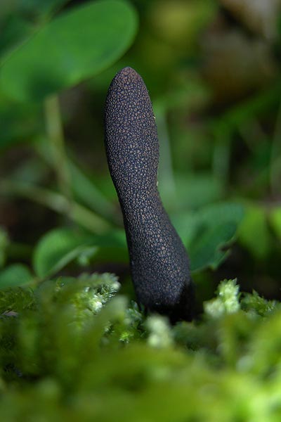 xylaria longipes