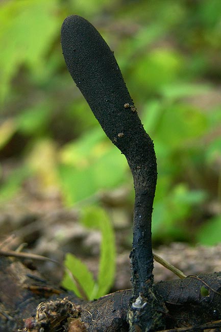 xylaria longipes