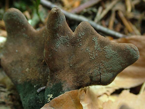 xylaria polymorpha