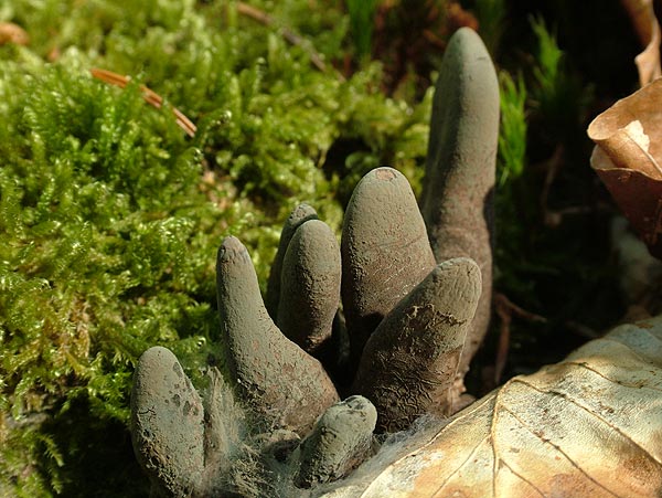 xylaria polymorpha