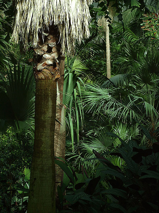 Frankfurt/Main - Palmengarten