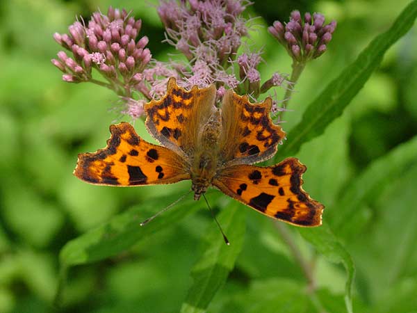 polygonia c-album