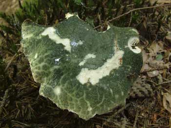 russula virescens