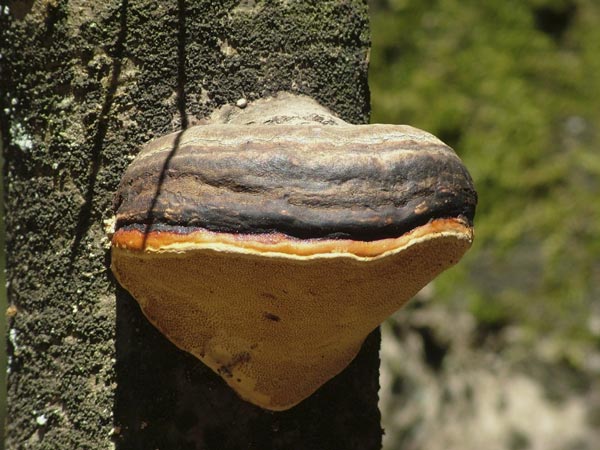 Rotrandiger Baumschwamm