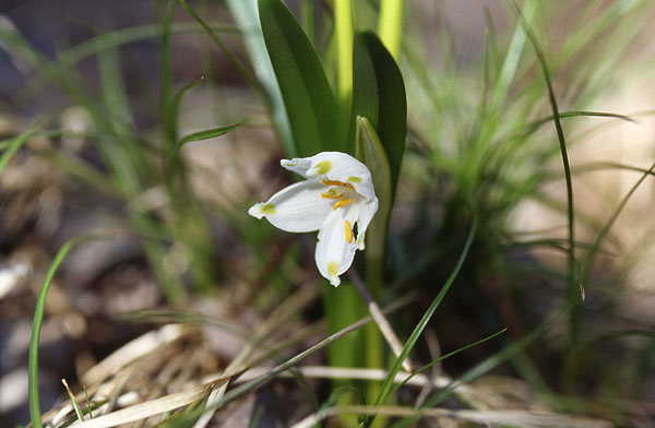 veliki zvonček - leucojum vernum