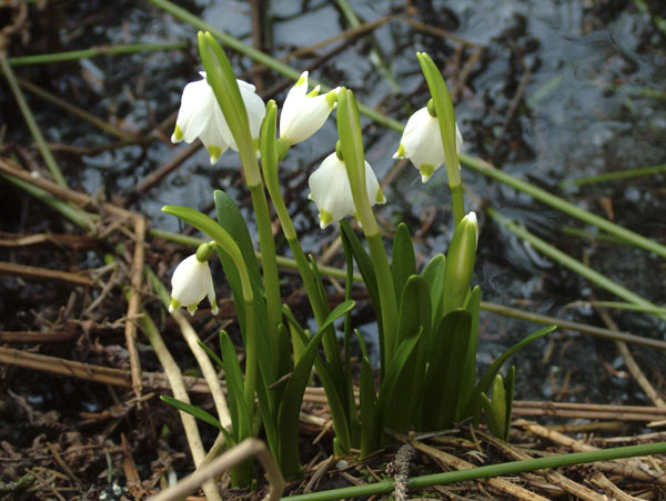 Leucojum vernum - veliki zvonček