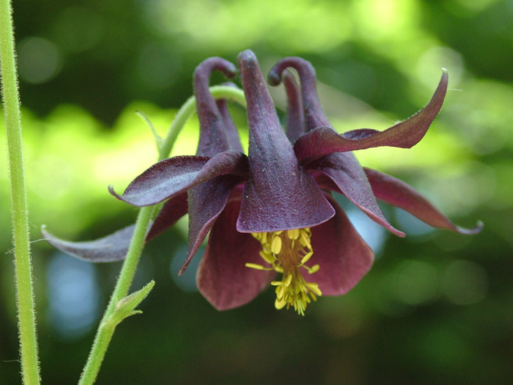 Aquilegia vulgaris - Gewöhnliche Akelei