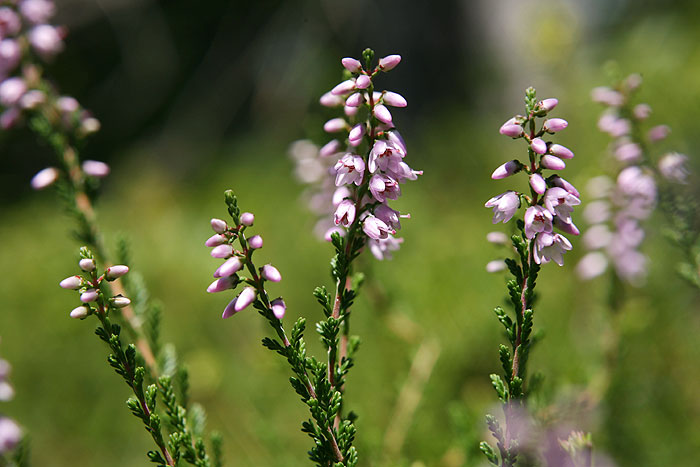 Calluna vulgaris - Heidekraut