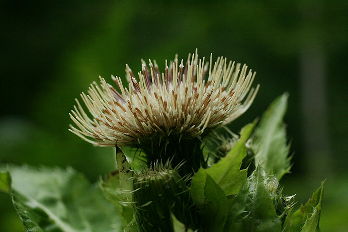 Cirsium oleraceum - Kohl-Kratzdistel