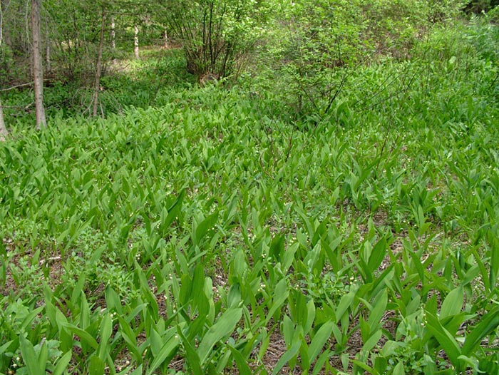 šmarnice