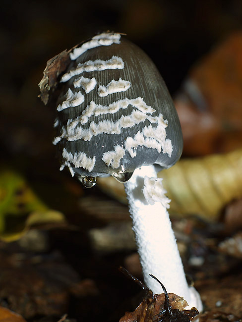 Coprinopsis picacea - pisana tintnica