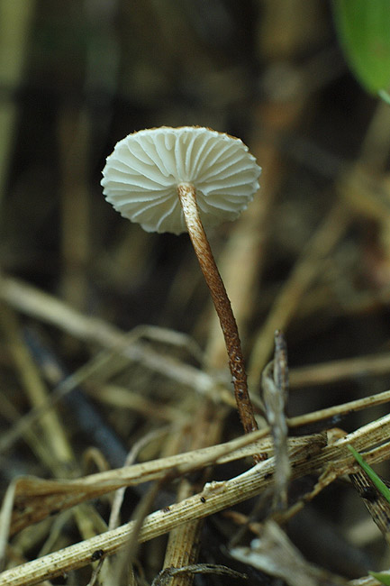 Crinipellis scabella - kolobarčasta dlakavka