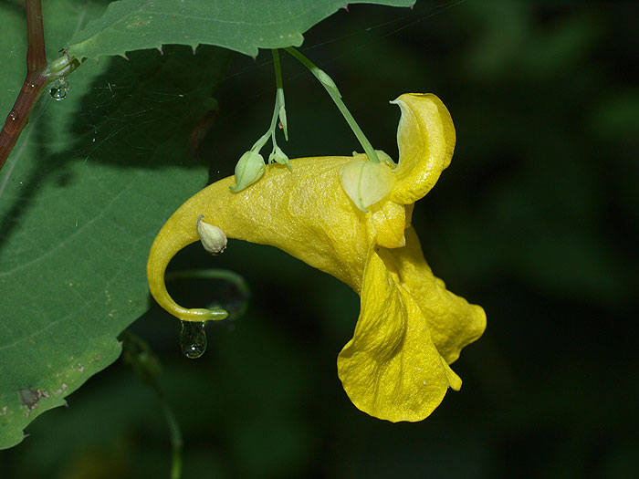 Impatiens noli-tangere - Großes Springkraut