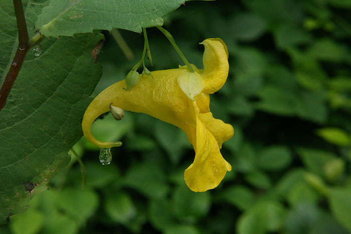 Impatiens noli-tangere - navadna nedotika