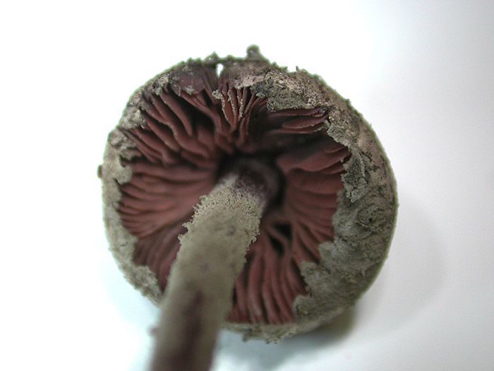 Melanophyllum haematospermum - Blutbl&auml;ttriger Zwergschirmling