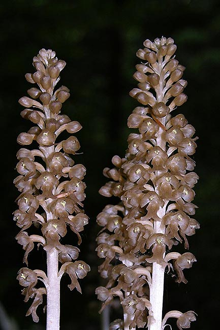 Vogel-Nestwurz