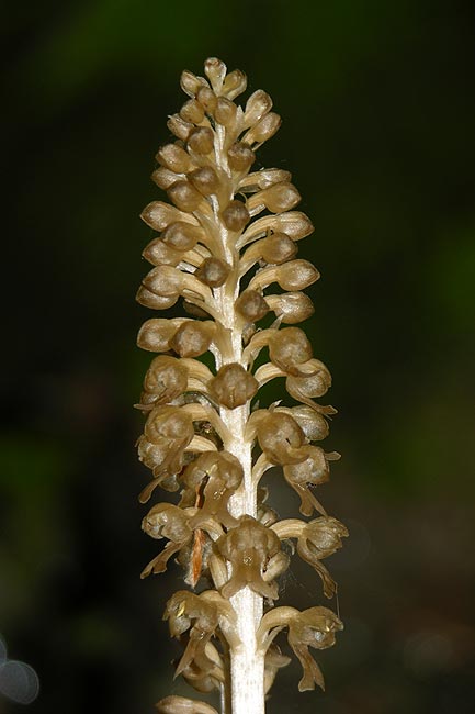 neottia nidus-avis