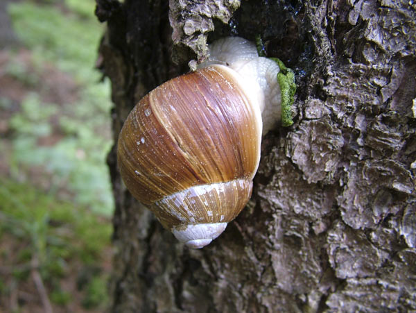 Weinbergschnecke