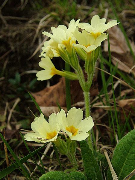 Primula elatior - Wald-Schlüsselblume
