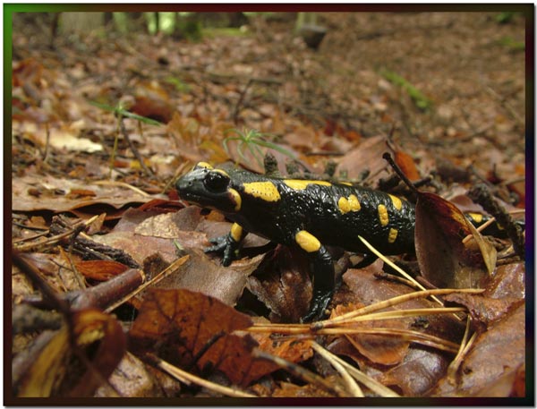 Feuersalamander