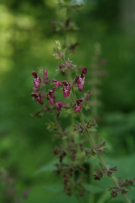 Stachys sylvatica