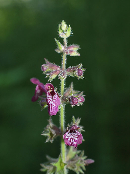 Stachys sylvatica - Wald-Ziest