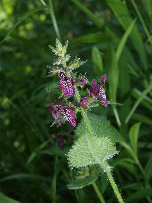 Stachys sylvatica