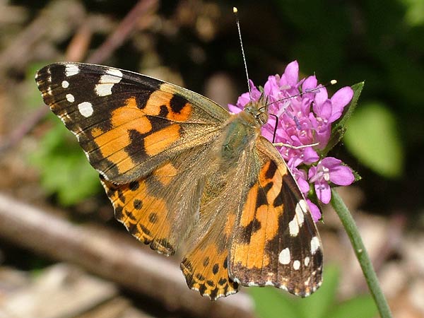 Distelfalter - Vanessa cardui