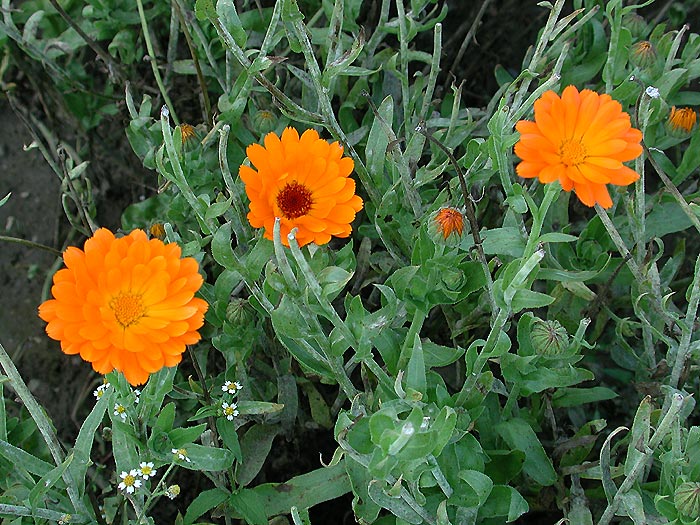 Podosphaera fusca auf Ringelblume