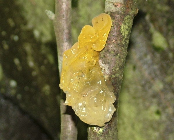 tremella mesenterica