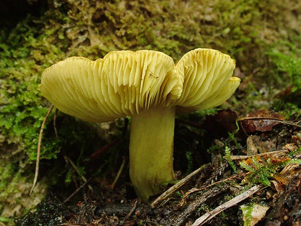 Tricholoma equestre