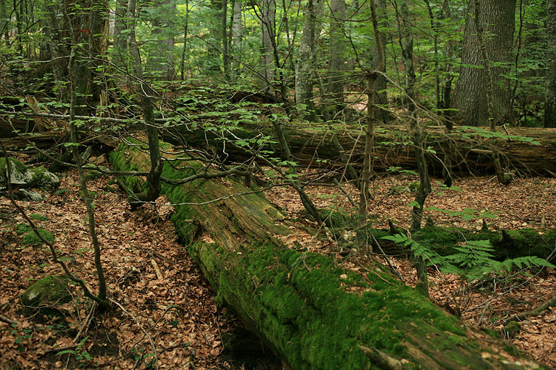 Urwald Rothwald