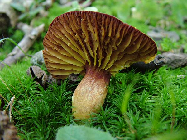 xerocomus pelletieri