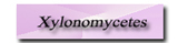 Xylonomycetes