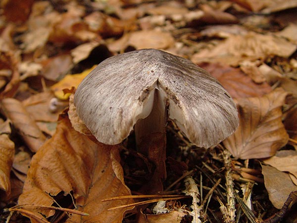 tricholoma sciodes