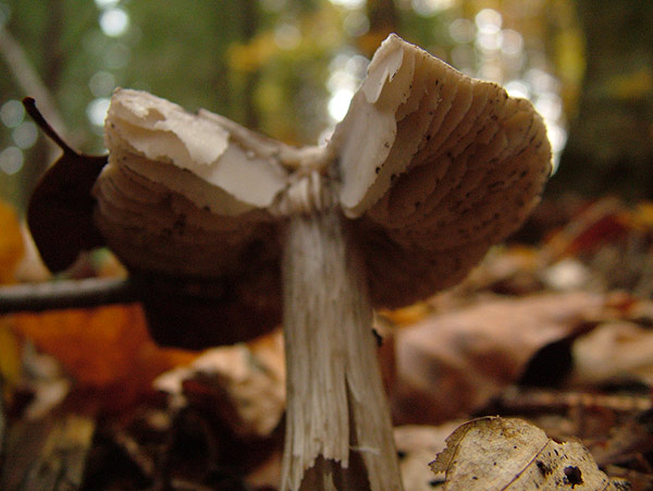 tricholoma sciodes