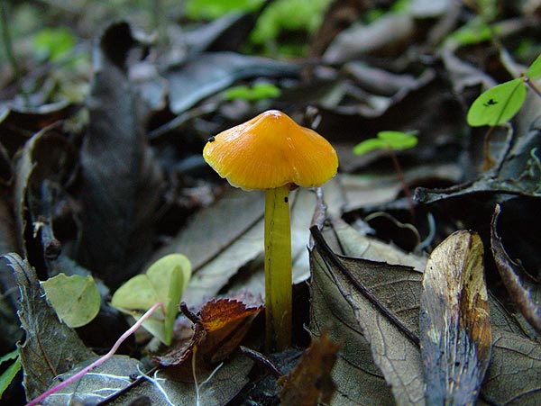hygrocybe conica