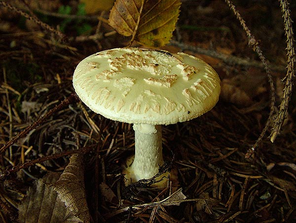 amanita citrina