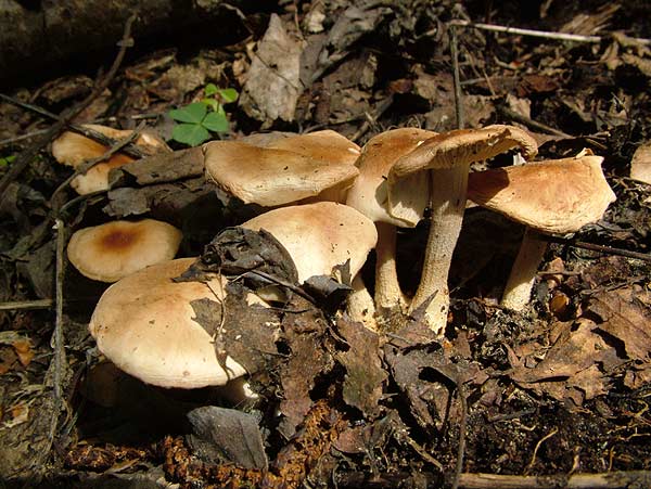 collybia hariolorum