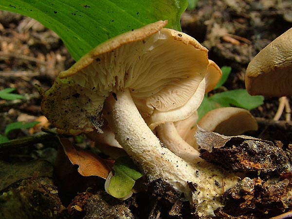 collybia hariolorum