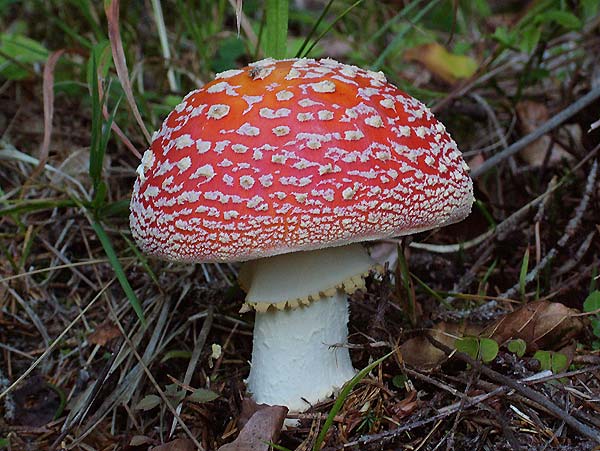 amanita muscaria