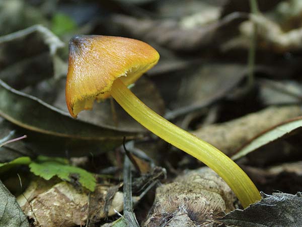 hygrocybe conica