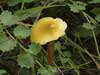 hygrocybe persistens