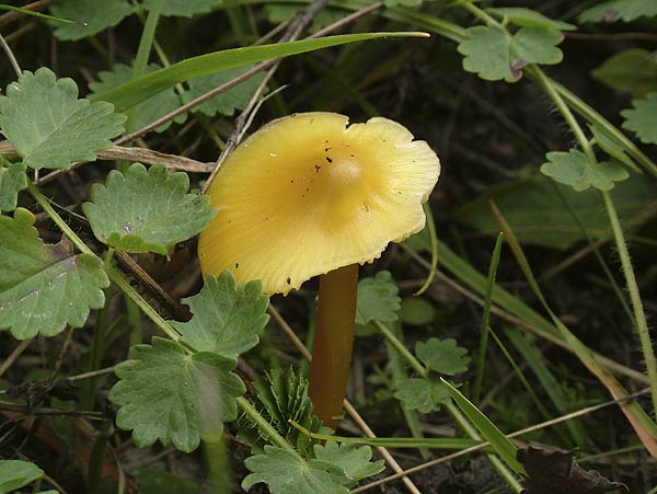 hygrocybe persistens