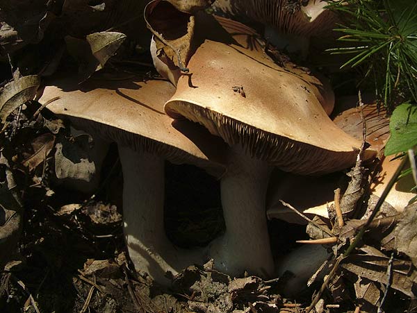 hebeloma sinapizans
