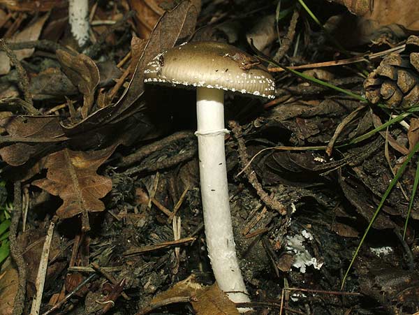 amanita pantherina