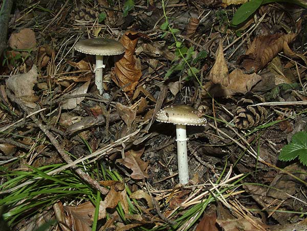 amanita pantherina