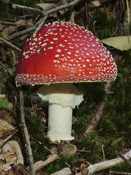 amanita muscaria