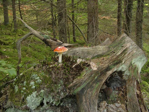amanita muscaria